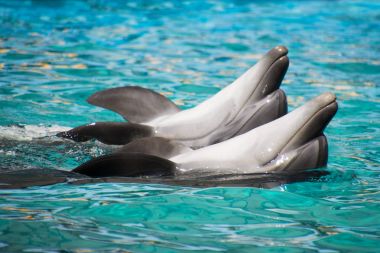 sırtlarını Yüzme yunuslar
