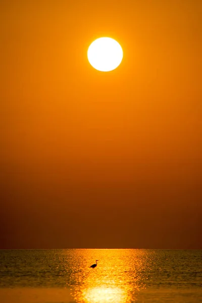 Одинокая птица стоит в воде на рассвете — стоковое фото