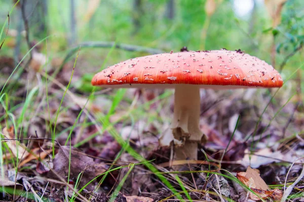 Cogumelo vermelho amanita na floresta — Fotografia de Stock