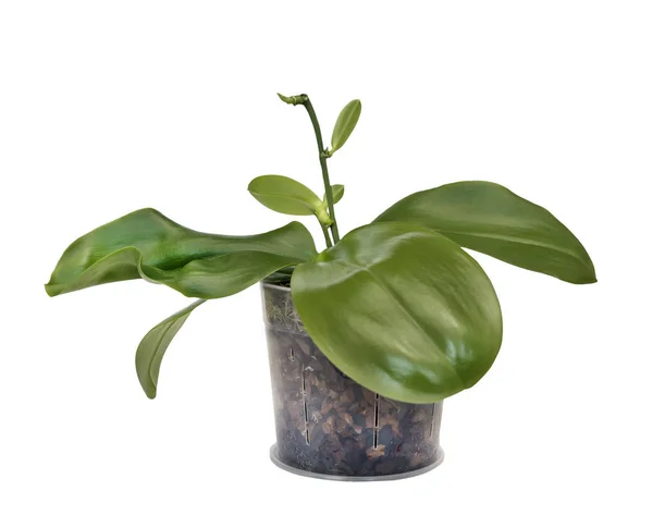 Fortpflanzung von Orchideen. Zucht von Orchideen. Hausgartenarbeit isoliert auf weiß. junges Wachstum der Orchidee. — Stockfoto