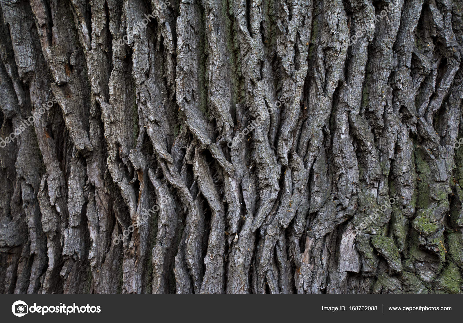 Pictures Oak Tree Bark Oak Tree Bark Texture Stock Photo C Alexytrener Pictures Oak Tree Bark Oak Tree Bark Texture Stock Photo C Alexytrener