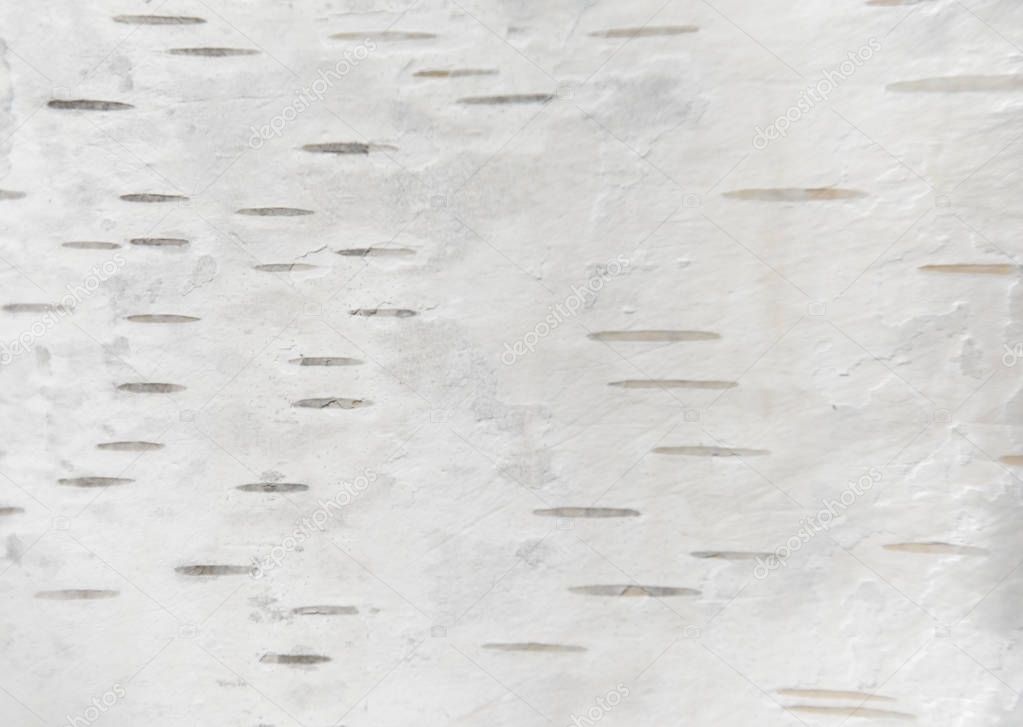 White birch tree texture — Stock Photo © alexytrener #169106698