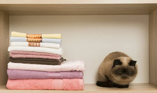 Ładny kot usytuowanie w pobliżu stos ręczników. — Zdjęcie stockowe