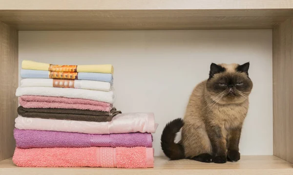 Ładny kot usytuowanie w pobliżu stos ręczników. — Zdjęcie stockowe