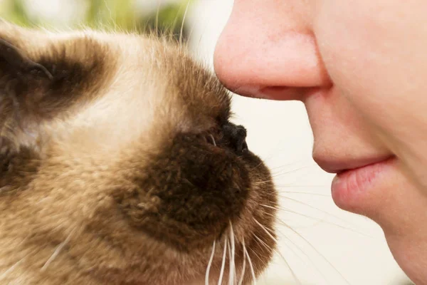 Девушка целует кошачий нос — стоковое фото