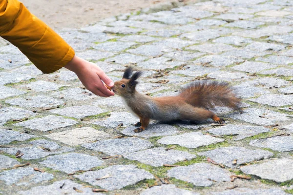 Red squirrel eating in the hand — Stock Photo, Image