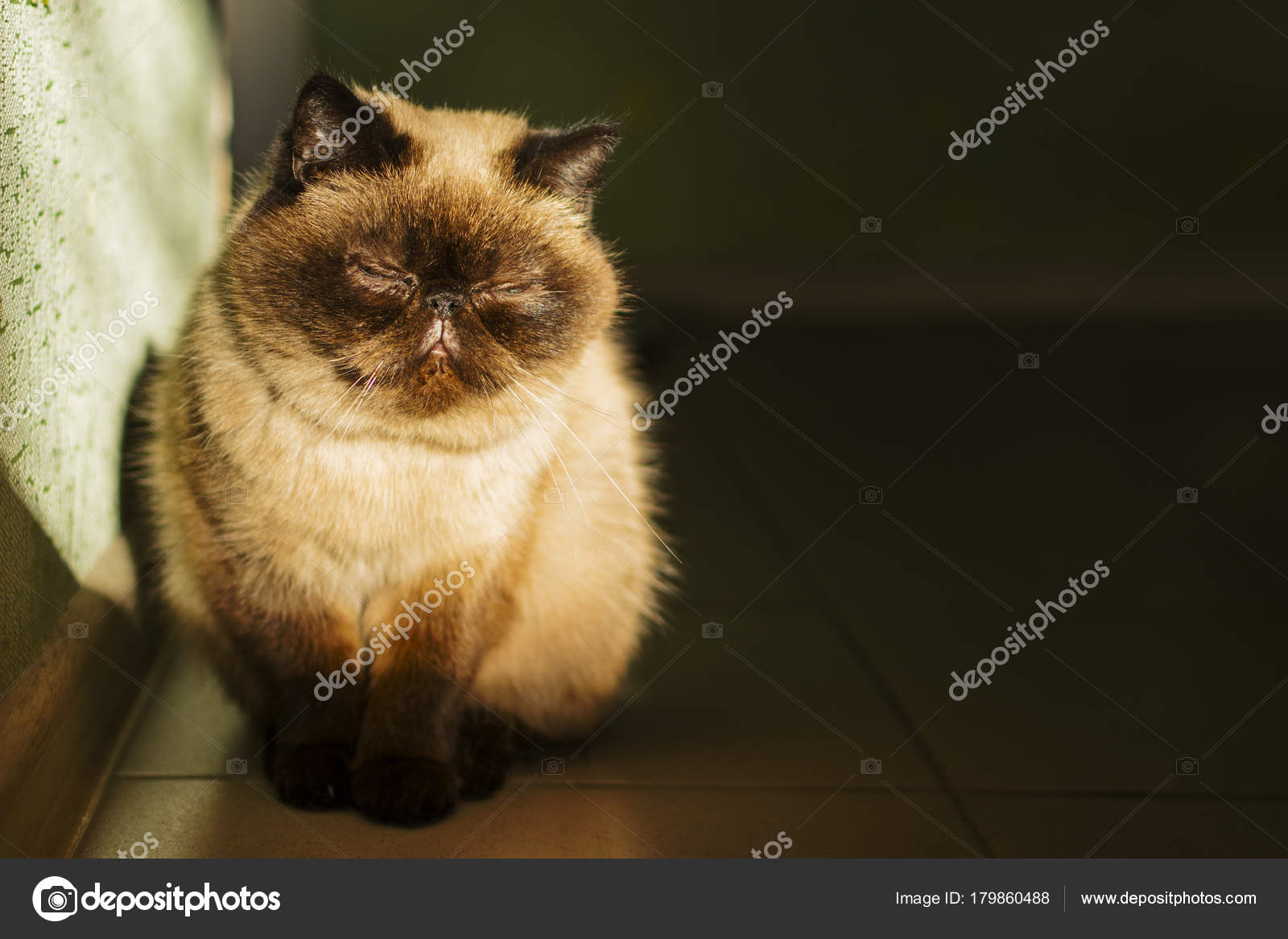 Magnifique Chat Siamois Soleil Photographie Alexytrener C