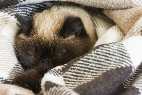 Branco Gato Exótico Dormindo — Fotografia de Stock