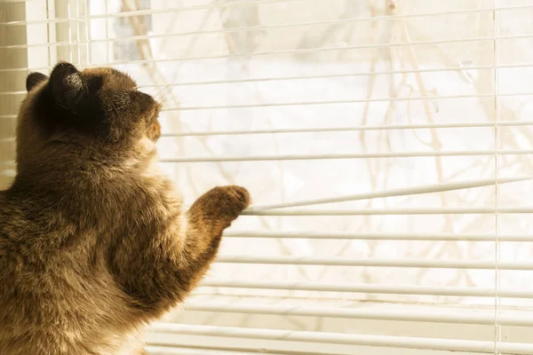 Gato Está Olhar Para Fora Através Das Persianas Siamês Exótico — Fotografia de Stock