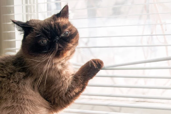 Cat Looking Window Blinds Exotic Siamese — Stock Photo, Image