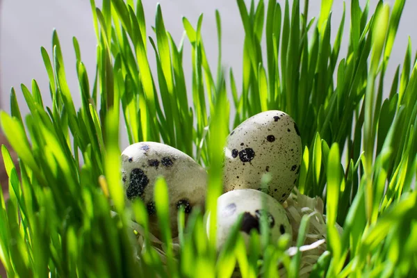 Reihe von Ostereiern Wachteln auf dem grünen frischen Gras — Stockfoto