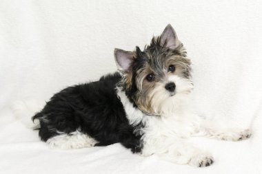 Beyaz kürk arka plan üzerinde yalan bir şirin Biewer Yorkshire Terrier köpek yavrusu doz stüdyo.