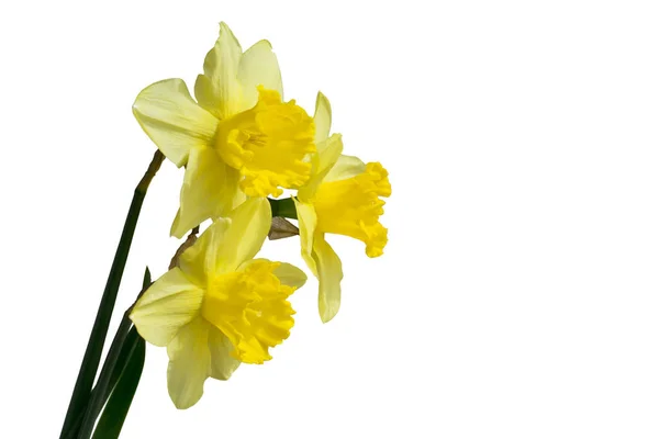 Flor de narciso o ramillete de narcisos aislado sobre fondo blanco recorte — Foto de Stock