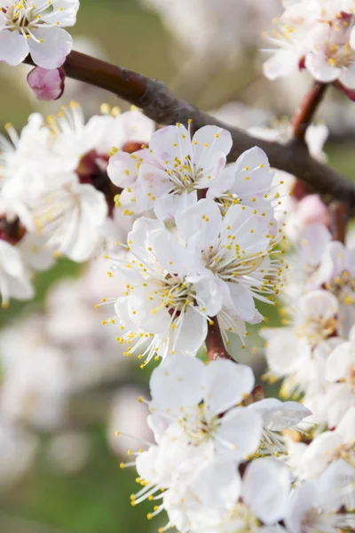 Virágzó almafa tavasszal. — Stock Fotó