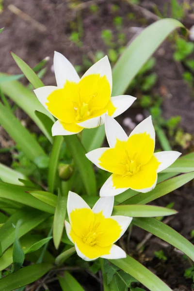 Amarillo flor pequeña blanca — Foto de Stock