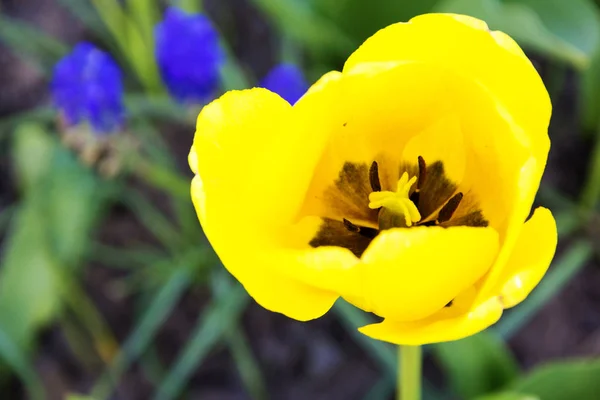Hermosa imagen de un tulipán amarillo tomada desde arriba . —  Fotos de Stock
