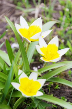 Beyaz üç küçük çiçek sarı