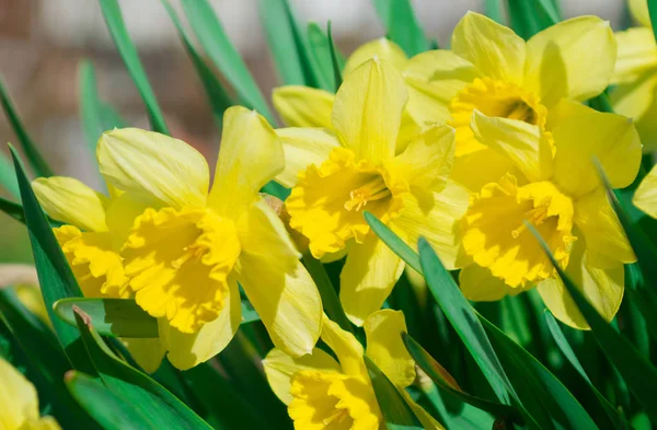 Flores Narciso Ramos Narcisos Aislados Sobre Fondo Blanco — Foto de Stock