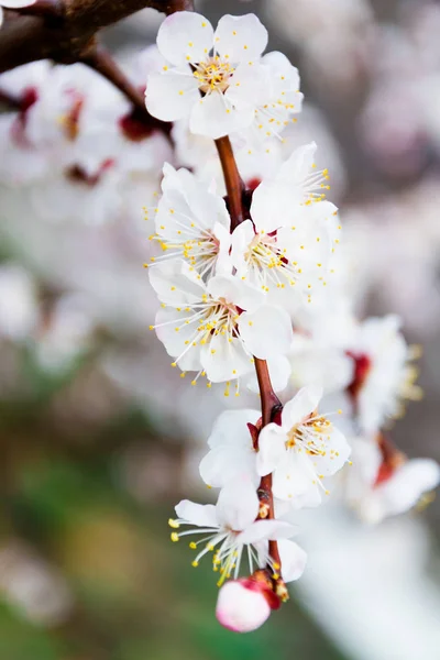 Blomstrende Abrikostræ Foråret Tid - Stock-foto