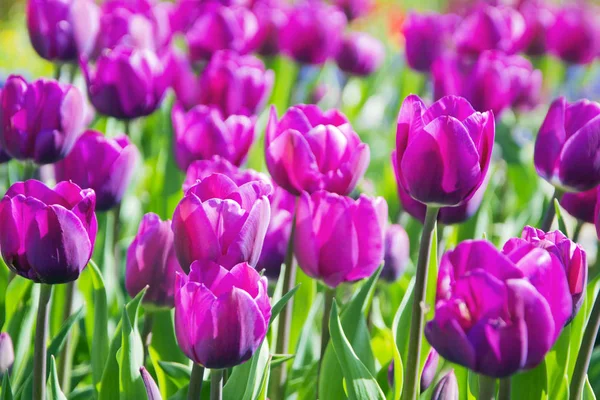 Tulipanes Púrpura Florecen Parque Primavera — Foto de Stock
