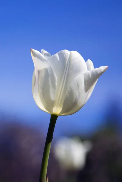 Mooie Gevoelige Tulip Bloesems Park Het Voorjaar — Stockfoto