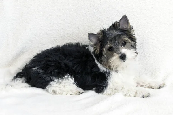 Estúdio Tiro Bonito Biewer Yorkshire Terrier Cachorro Deitado Fundo Pele — Fotografia de Stock