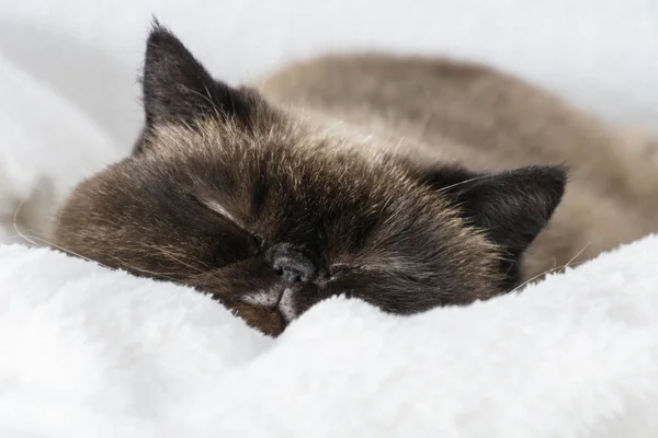エキゾチックなシャム猫がベッドで寝ています クローズ アップ — ストック写真