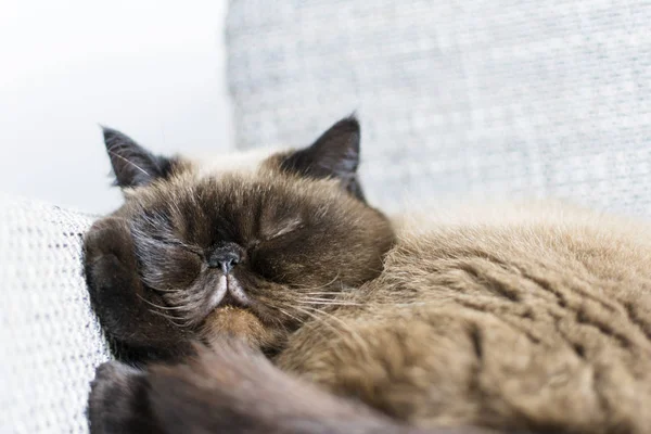 Egzotyczny Kot Syjamski Spanie Łóżku — Zdjęcie stockowe