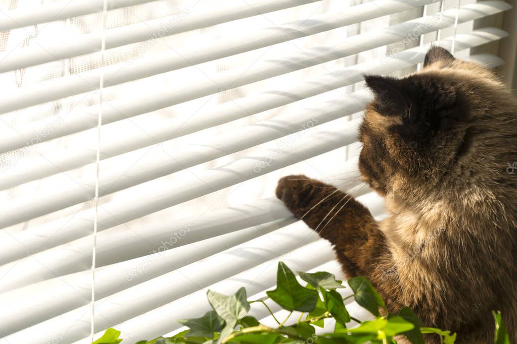 Cat is looking outside through window blinds. Exotic Siamese