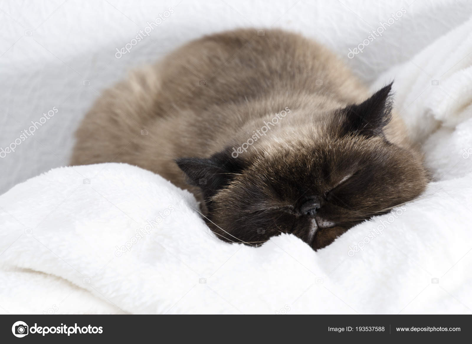 RÃ©sultat de recherche d'images pour "dormir chat siamois"