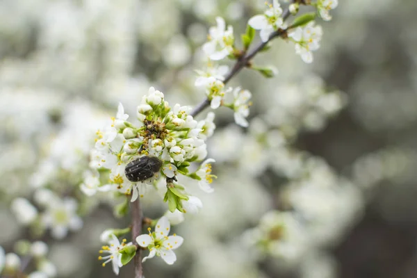Bumblebee Σχετικά Ανθίζοντας Δέντρα Μακροεντολή — Φωτογραφία Αρχείου