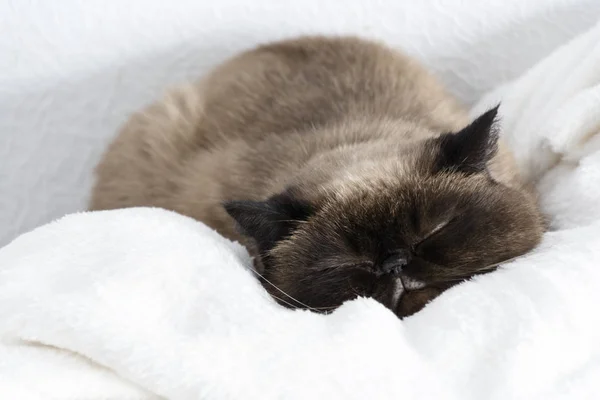 ベッドの上で眠っているエキゾチックなシャム猫 — ストック写真