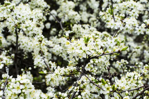 Manzano floreciente o floreciente con flores blancas en primavera . —  Fotos de Stock