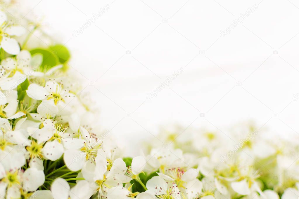 White wooden background with flowering apple branches