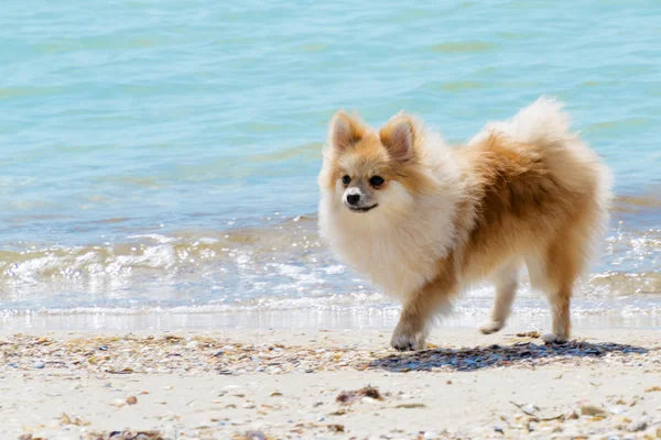 Spitz da Pomerânia caminhando ao longo da costa em um dia de verão — Fotografia de Stock