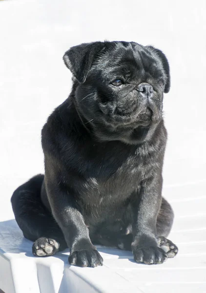Close-up de um Pug preto sentado em dia ensolarado — Fotografia de Stock