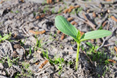 vahşi doğada büyüyen kavun ağacı. Tarım kavramı. Yakın çekim