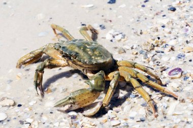 Karadeniz kıyısında güzel Yengeç gezinme