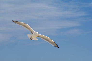 Martı, bulutlarla mavi gökyüzünde uçuyor.