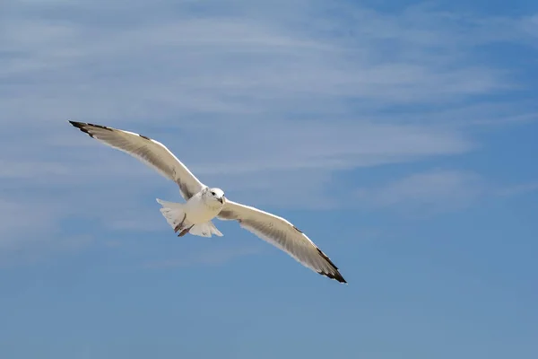 Gaviota, volando sobre el cielo azul con nubes — Foto de Stock