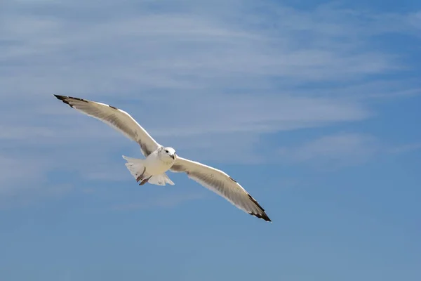 Mås, flyger över blå himmel med moln — Stockfoto