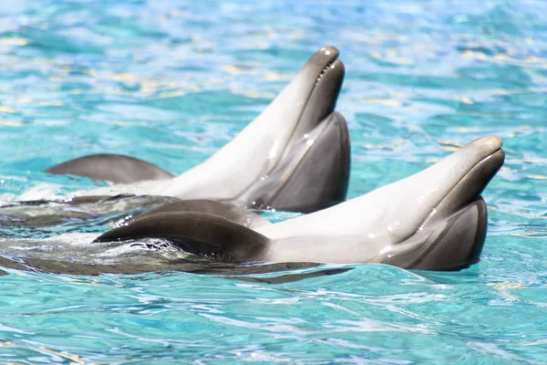 Zwei Delfine schwimmen und tanzen im Pool — Stockfoto