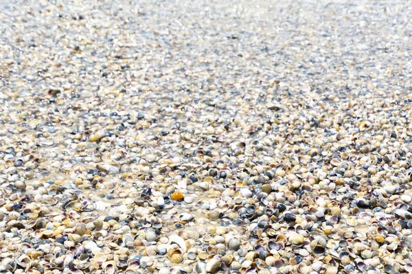 Natürlichen nassen Sand und Muscheln Hintergrund — Stockfoto