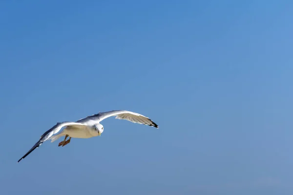 Mewa, latająca nad błękitnym niebem z chmurami — Zdjęcie stockowe