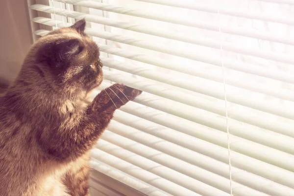 Gatinho bonito sentado na janela e olhando para a janela — Fotografia de Stock