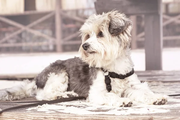 Pequeño biewer yorkshire york perro en el parque de la playa. Paseo al aire libre de perrito. Mini-perro yacía en la arena . — Foto de Stock