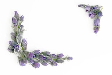 Beyaz arka planda menekşe mor bahar çiçeğinden yapılmış güzel bir çiçek kenarı. Kopyalama alanı