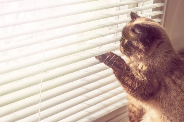 Gato olhando para fora através de persianas. Gato nos raios de sol — Fotografia de Stock