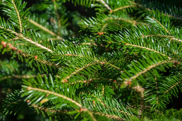 クリスマスツリーの枝、松の木、トウヒの枝の背景 — ストック写真