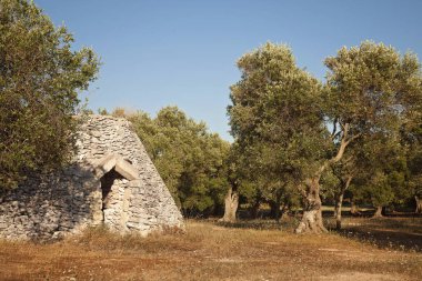 Zeytin ağaçları, İtalya ile yeşil ağaçlık